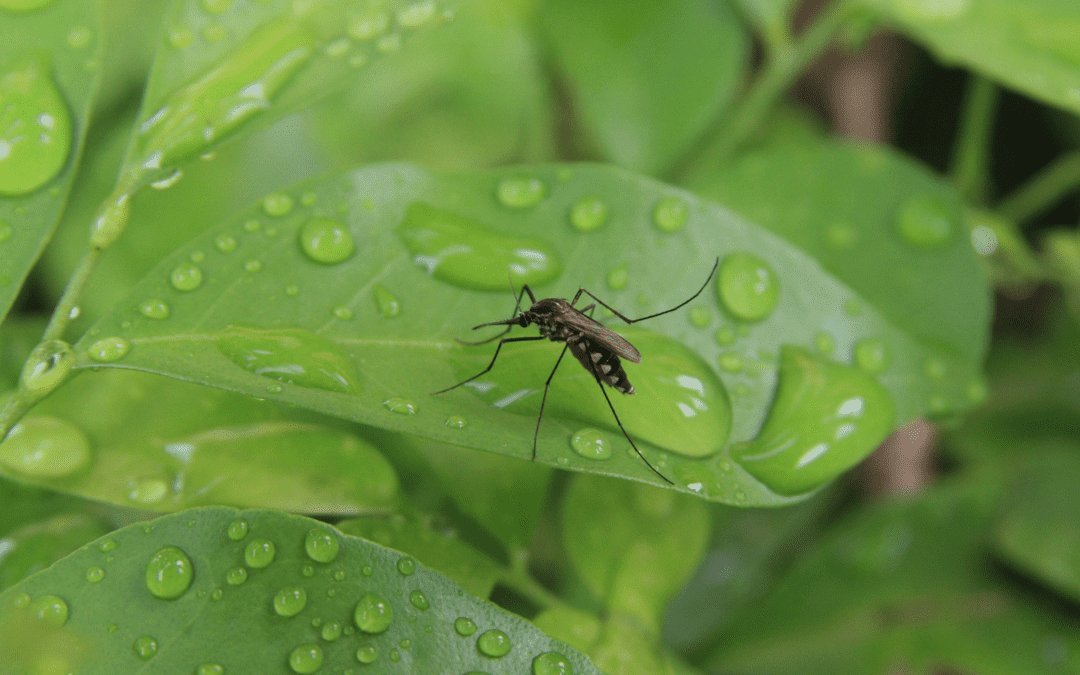 mosquito treatment