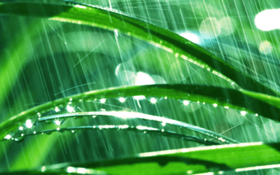 How Does Rain Affect My Miami Gardens Lawn?