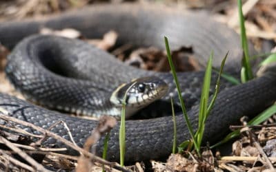 Why Snake Control Is Important In The Fall