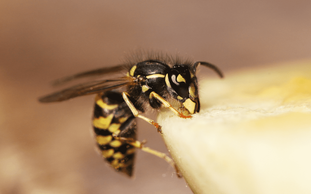 Stinging Pests and How to Prevent Them in Ft. Lauderdale