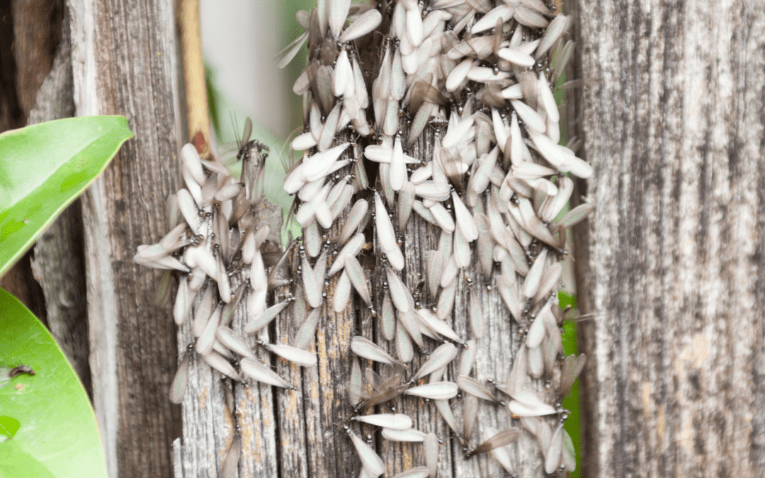 swarming termites