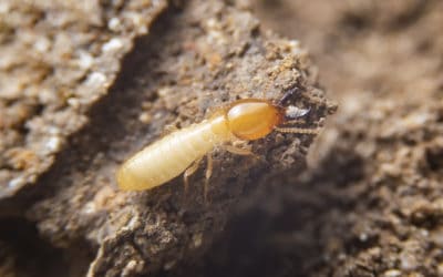 Termite Control for Your Miami-Gardens Home