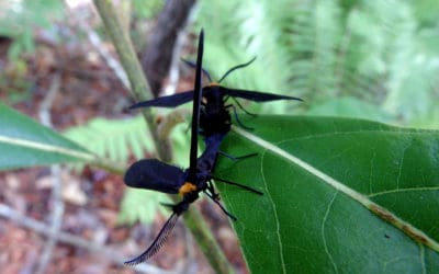 When Is Lovebug Season?