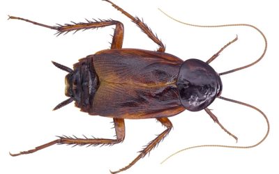 Why Am I Seeing Oriental Cockroaches?