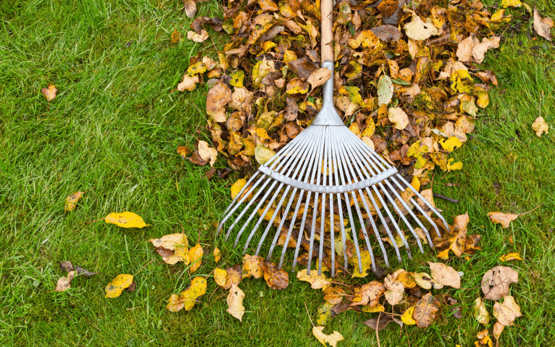 Fall lawn care