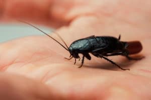 oriental cockroach