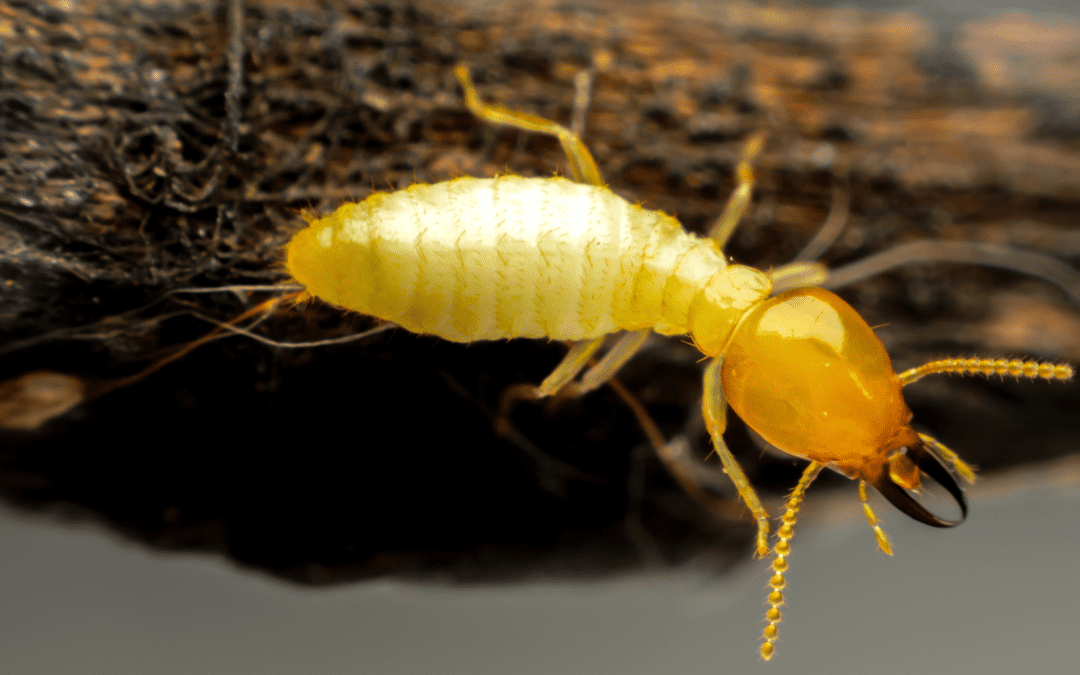 Fall Termite Control – Is it Necessary?