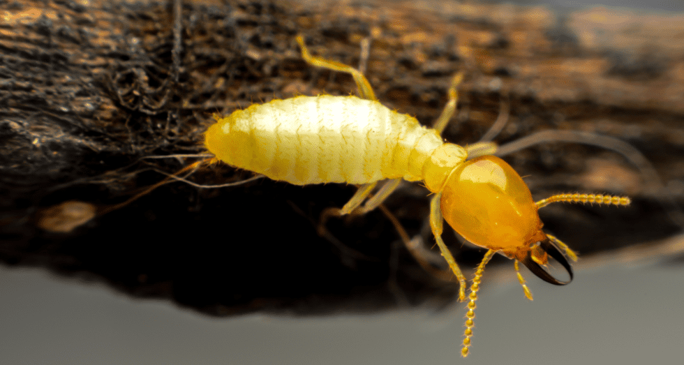 termite control Northwest Exterminating
