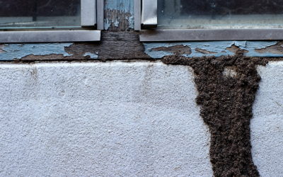 The 411 on Termite Inspections