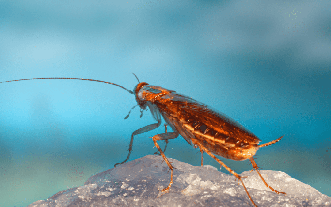 3 Types of Cockroaches & How to Prevent Them