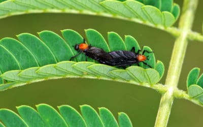4 Ways To Keep The Lovebugs Away