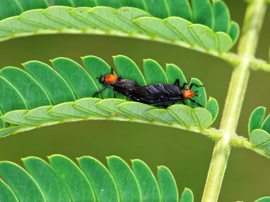 4 Ways To Keep The Lovebugs Away