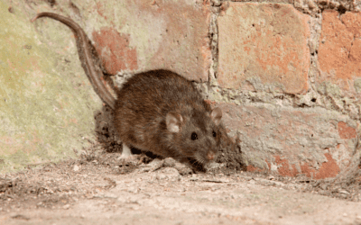 Types of Rodents Found in the South