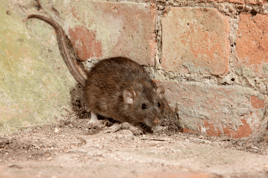 Types of Rodents Found in the South