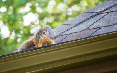 DIY Pest-Proofing for Fall Wildlife