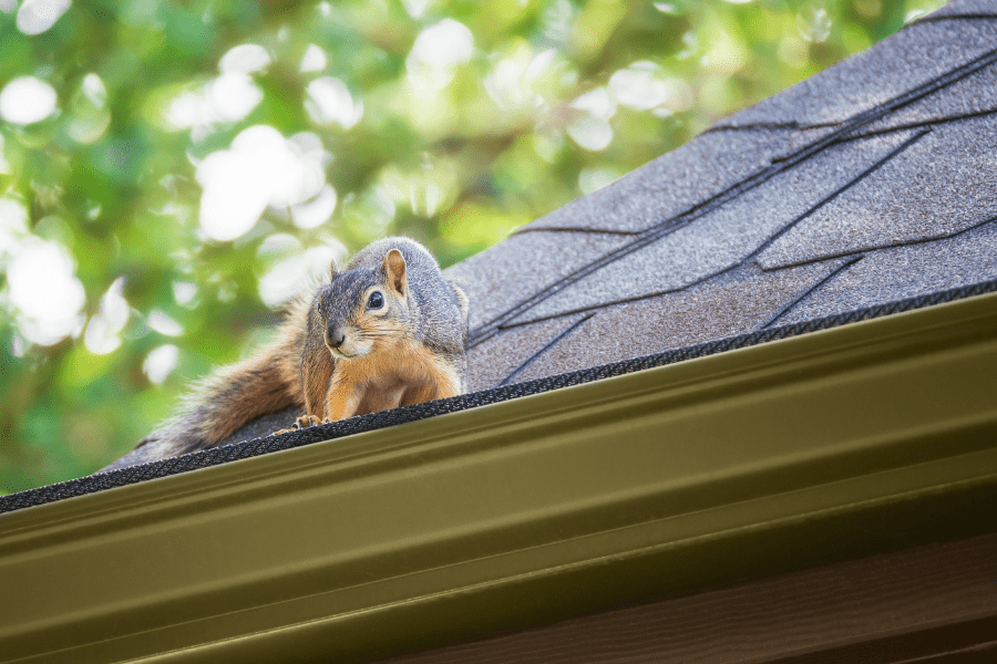DIY Pest-Proofing for Fall Wildlife