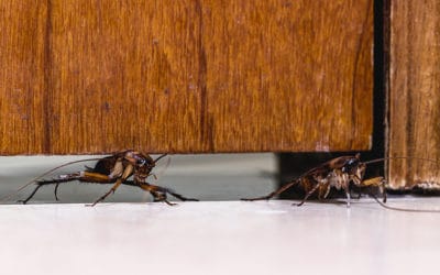 What To Do If You See Roaches
