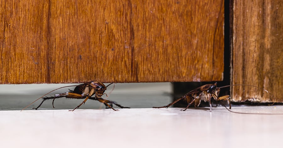 What To Do If You See Roaches