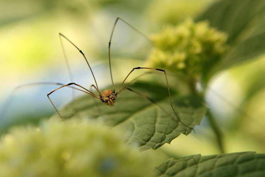 Are Granddaddy Long Legs Spiders?