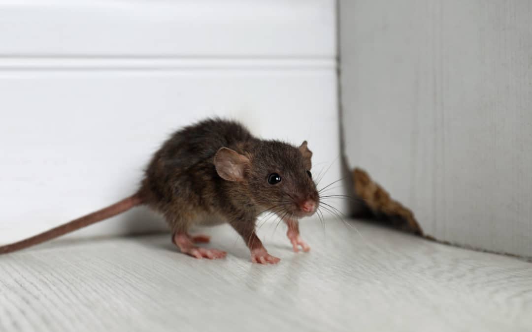 5 Signs You Have Mice In Your Attic And How You Can Remove Them - Rid-O-Mice