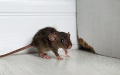Rodent Control Methods For Your Home