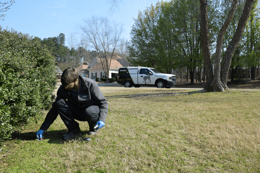 winter pest control