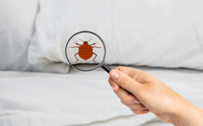 Are Bed Bugs Active in the Winter?