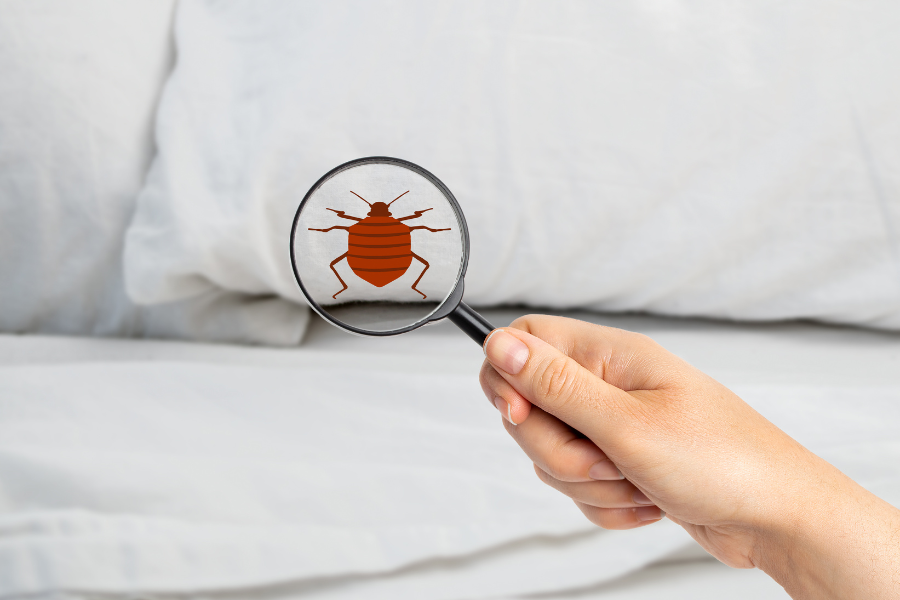 Are Bed Bugs Active in the Winter?