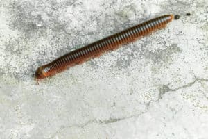 millipede and centipede