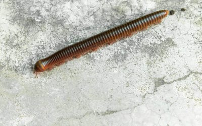 When Is Millipede and Centipede Season?
