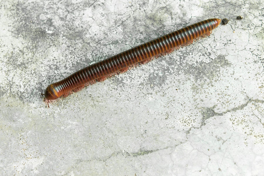 When Is Millipede and Centipede Season?