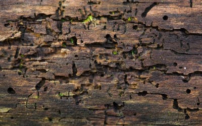 What Causes A Termite Infestation?