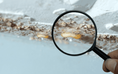 Do I Need Termite Treatments in the Winter?