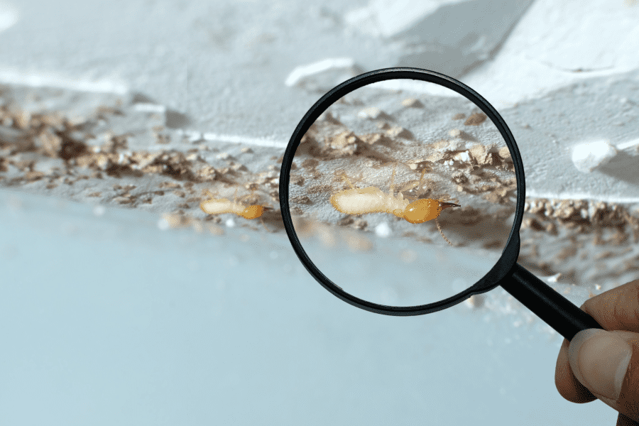 termite treatment