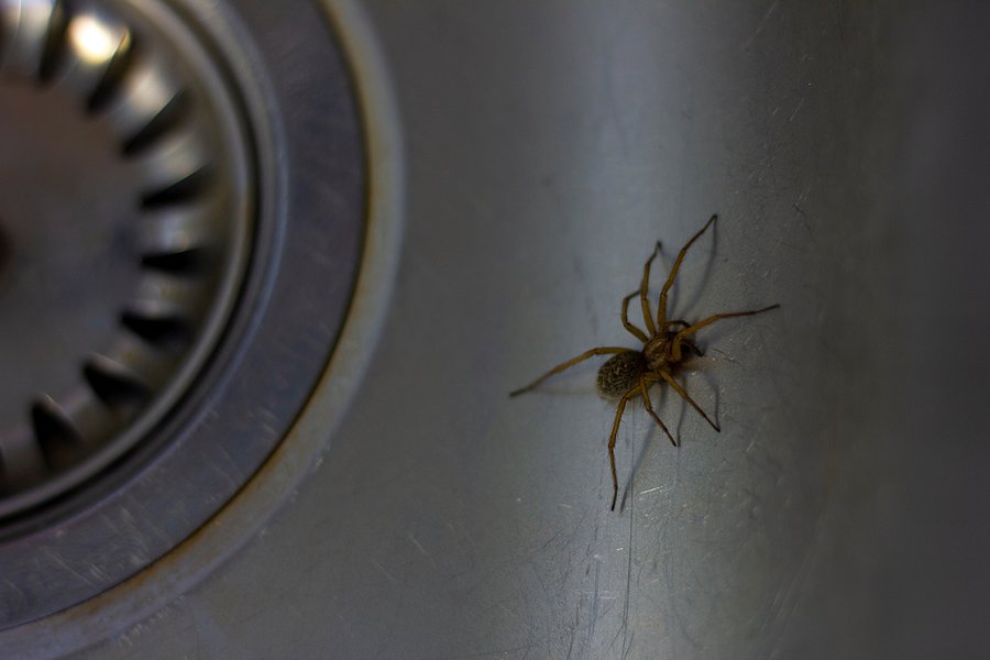 Why Are Spiders In My Home?