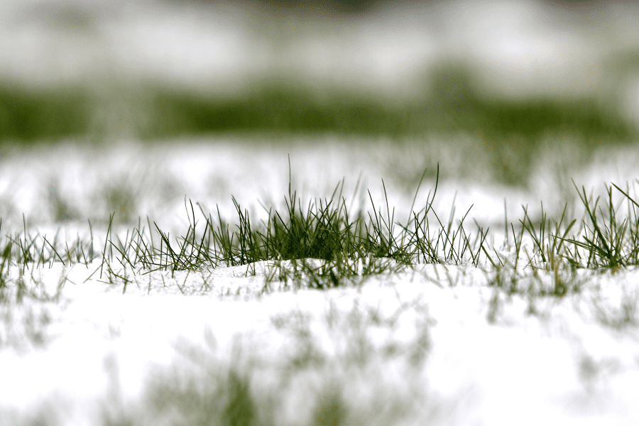 Winter Lawn Care Tips for Your Georgia Lawn