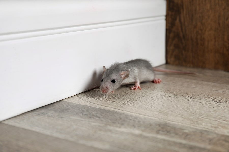 Where Do Rats Hide During the Day?