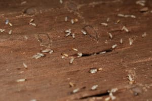termite warranty