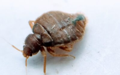 Do Bed Bugs Go Away During the Winter?