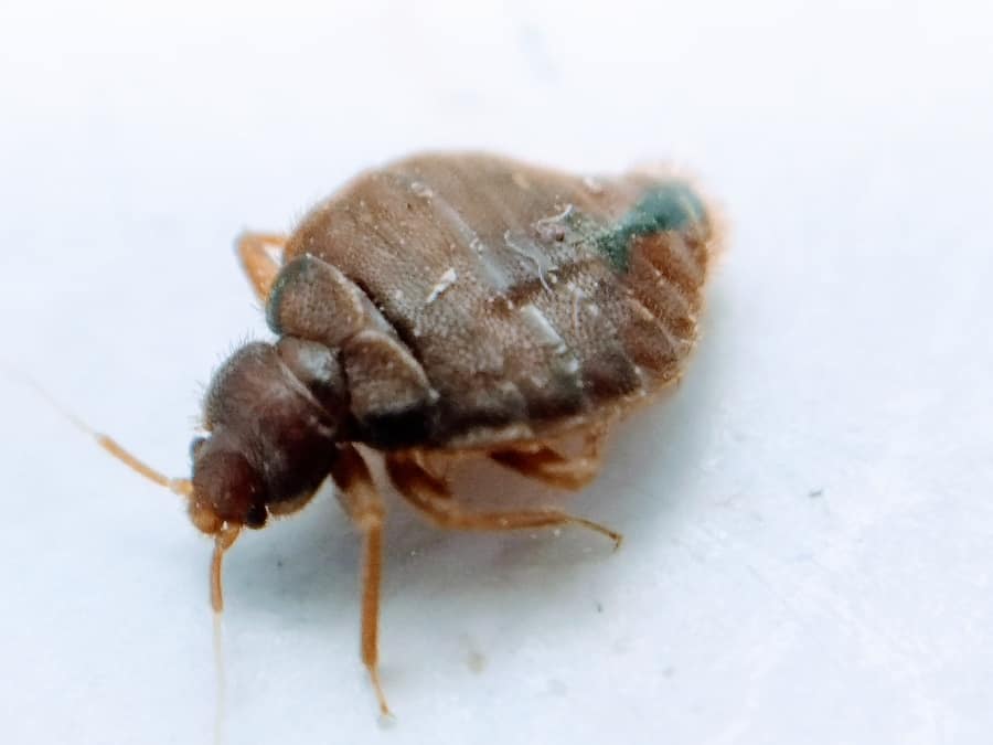 Do Bed Bugs Go Away During the Winter?
