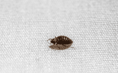 How to Prevent Bed Bugs While Traveling