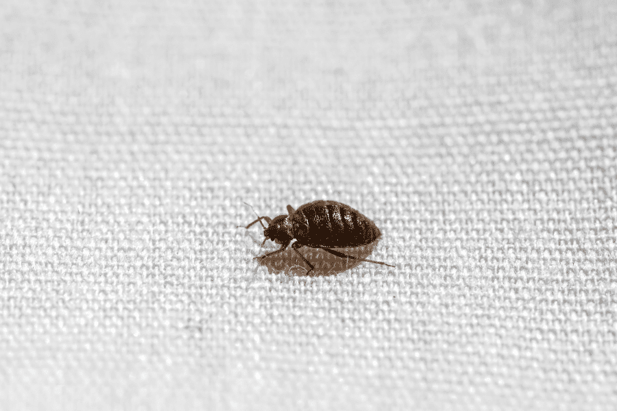 How to Prevent Bed Bugs While Traveling