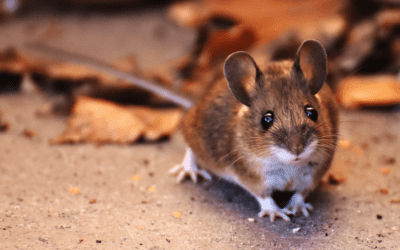 Rodents to Lookout for this Winter