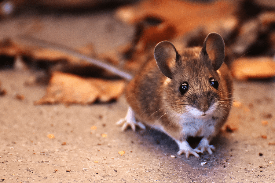 Rodents to Lookout for this Winter