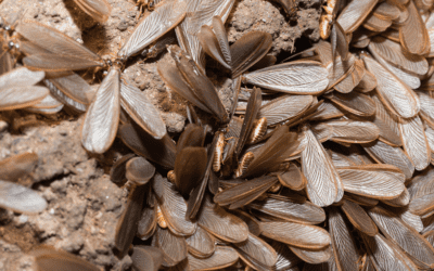 When Does Swarming Season Begin?