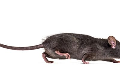 Roof Rats: How To Identify and Eliminate