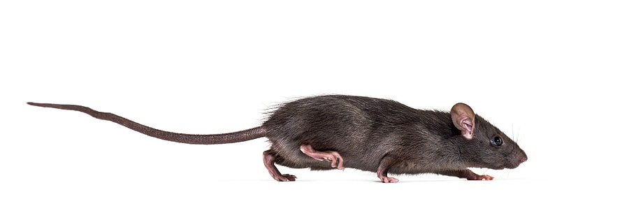 Roof Rats: How To Identify and Eliminate