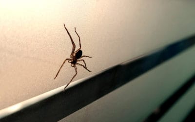 Are Spiders More Common In Winter?