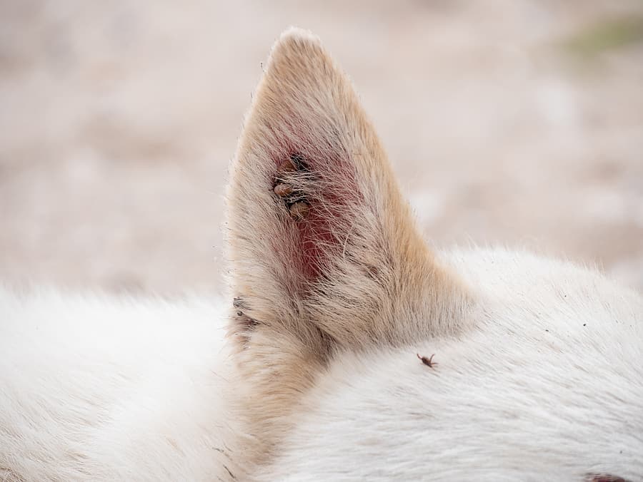 fleas and ticks