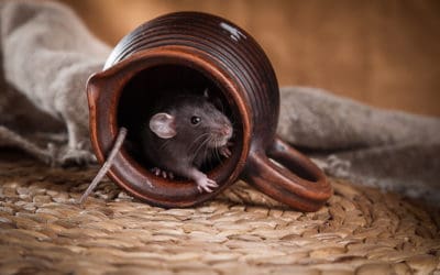 14 Tips for Winter Pest Control